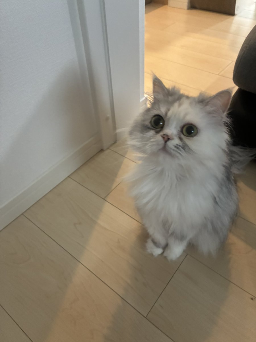 cat1121cat's tweet photo. ウインク😉🎀 https://t.co/Kj0ejBjbie