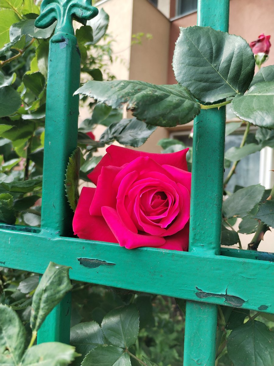 Got a smile thru the fence🥰 #rose 🇷🇴