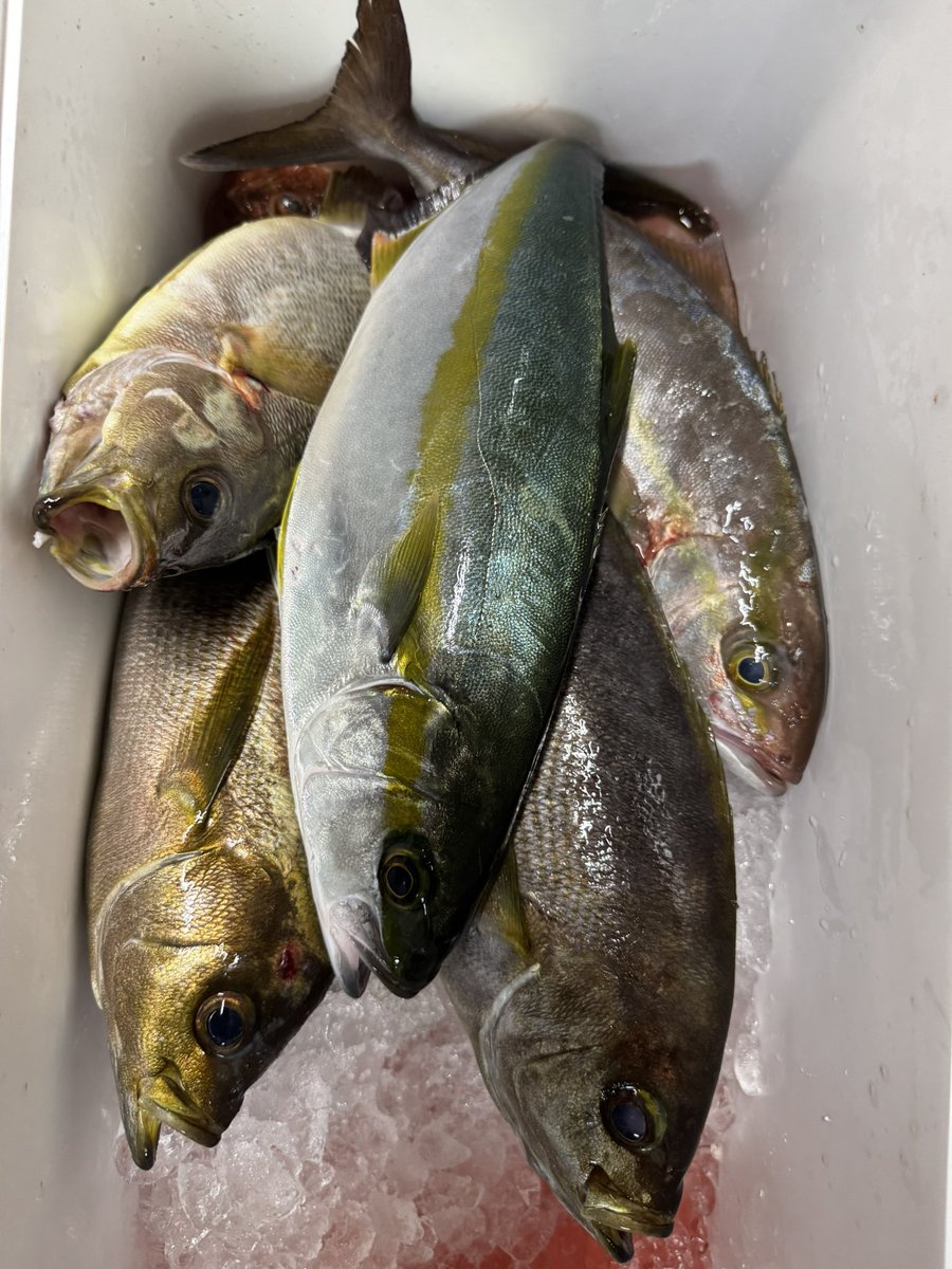 ue_ssan's tweet photo. 今日はゴムボート釣行👍
イサキに青物に、よく釣れた１日��した😊 https://t.co/CMuMPDjvpj