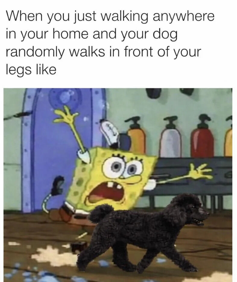 WholesomeMeme's tweet photo. https://t.co/oMHmu5YGuF