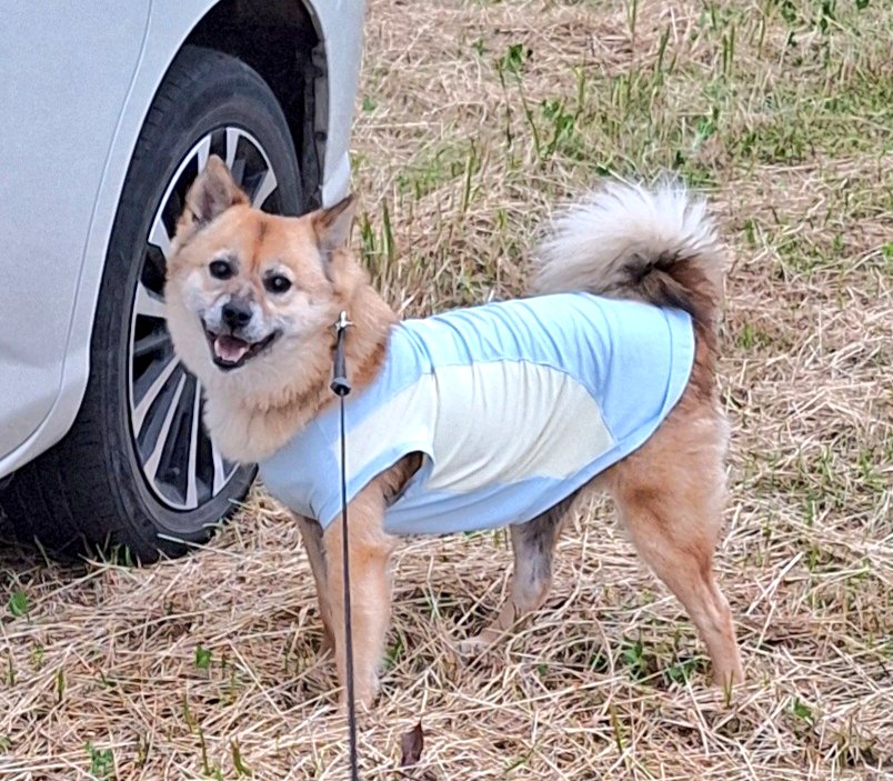 jinjinRAMchan's tweet photo. マイカーの匂いチェックしてからのこの表情🐶🎶 https://t.co/ps0PFfB5Fd