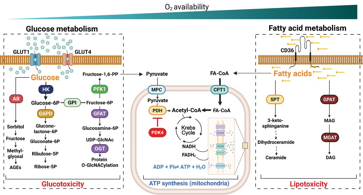 mayechat227's tweet photo. Review article - Circulation Research 
Cardiac Lipid Metabolism: Cells, Metabolites, and Rhythms
Ira J. Goldberg, Martin E. Young, P. Christian Schulze, Konstantinos Drosatos

https://t.co/51z3UBt4Iu https://t.co/aiVSgSH8sq