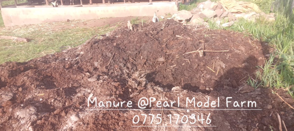 TaddewoS's tweet photo. For Kakumiro people, I'll have a soil scientist at my farm at the end of this month.  He'll come to pick samples and teach us how to pick them ourselves.  If you intend to test your soil, reach out to me. Each sample is 60k excluding transport from my farm to yours. https://t.co/IxFtbcD0KK