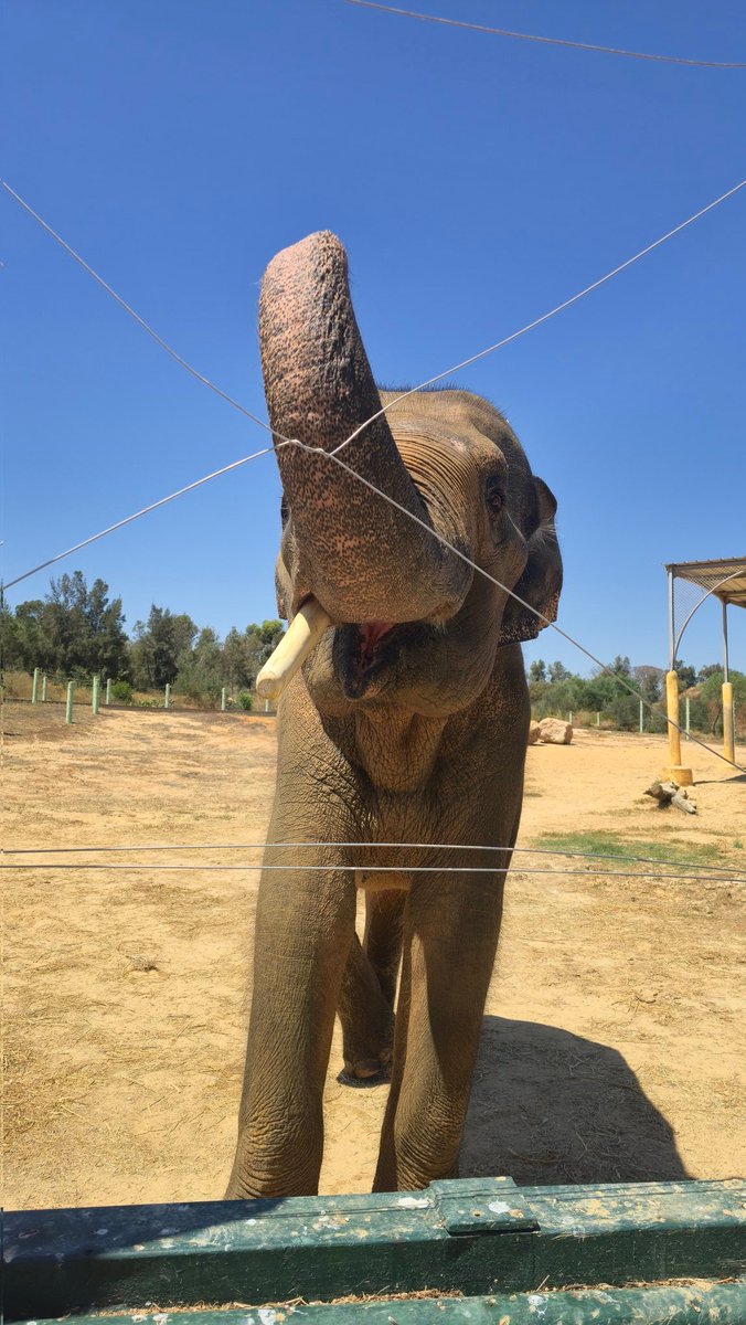 Neckbeardia's tweet photo. @rotatingbovine Nagh not this time, couldnt take the kids on a 5 hour bus at their ages, was near melting in the bus to the zoo today and that was only an hour https://t.co/shHPuBLlYc