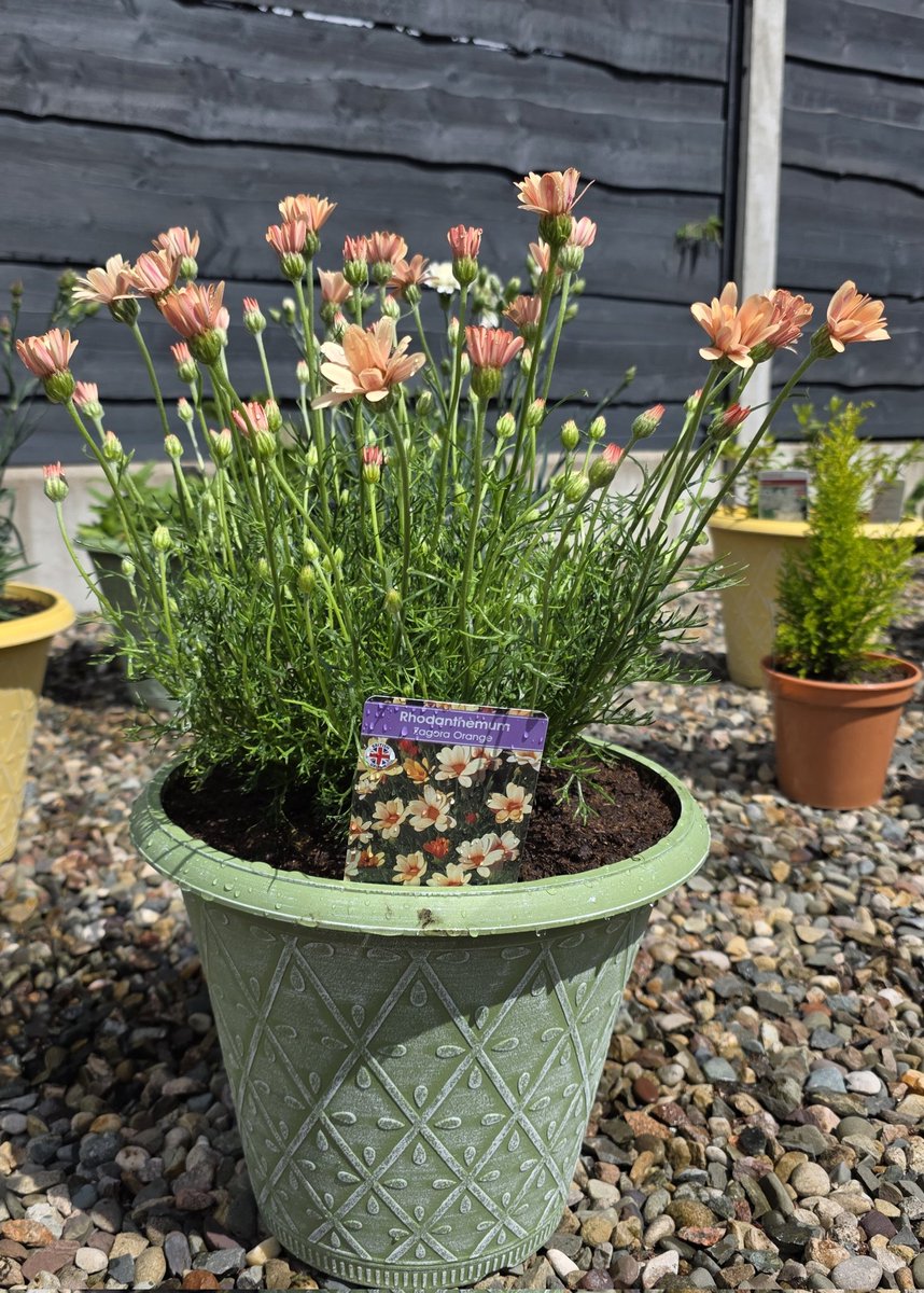 KittenHippy's tweet photo. New plant baby 🪴🏵❤️ https://t.co/5pDm0J7psT