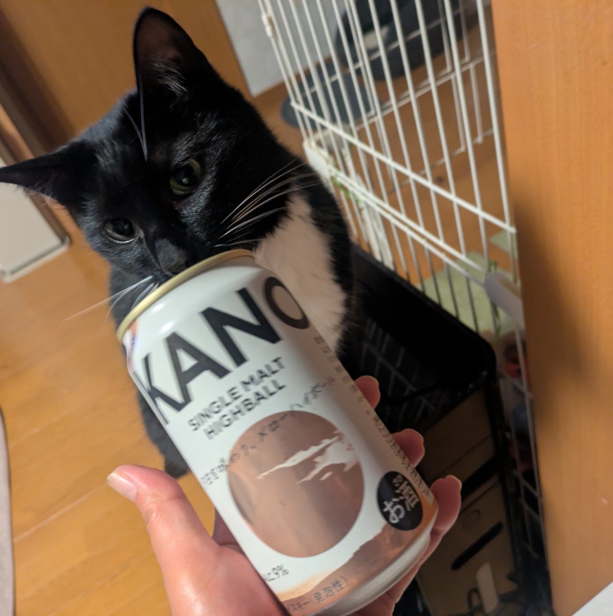 karinn72's tweet photo. 今夜は嘉ノ助シングルモルトハイボール！
しっかりウイスキーだ。うまい😋 https://t.co/0DrT96ZFgl