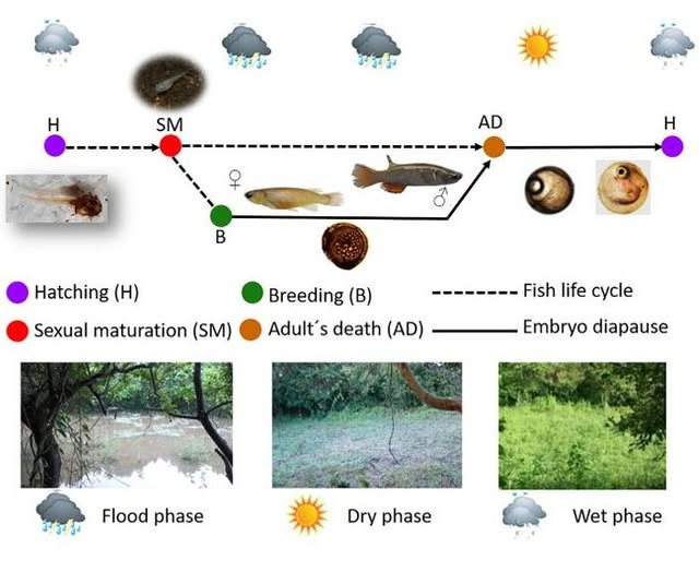 Killisfundation's tweet photo. The cost of heat: How chronic thermal stress shapes the reproductive potential and fitness of a protogynous hermaphrodite killifish
Domínguez-Castanedo et al . 2026. Journal of Fish Biology,1–11. 70523
https://t.co/jXZcqBeg8U https://t.co/27fQDKLqAg