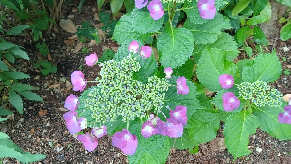 ysdkz's tweet photo. 紫陽花など https://t.co/TSplDNVkJO