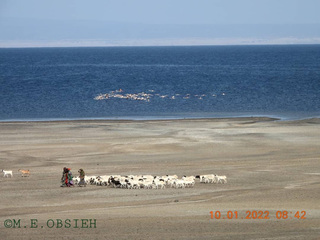 merou2004's tweet photo. #Djibouti faune:Journée Mondiale de l'environnement,5 juin de chaque année,thème 2026« l'action climatique ».Les écosystèmes marins et terrestres de @Djibouti résistent aux aléas @LClimatique. Ici,le @Lac-Abbé, la nature dans toute sa splendeur au service des populations #JME2026 https://t.co/M6EcZlKySQ