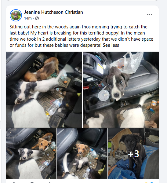 FHDRofSETX's tweet photo. Hello rescue community.👋 Jeanine is working hard trying to save as many puppies as she can. She is being called to multiple areas regarding dumped puppies. We are in no financial condition to take more on. How do you say 'no". That means certain death for them.  You cant and we wont. Please if you can spare anything . We could really use it right now. Every dollar helps. 🙏🙏🙏🙏🙏🙏🙏🙏🙏🙏🙏🙏🙏