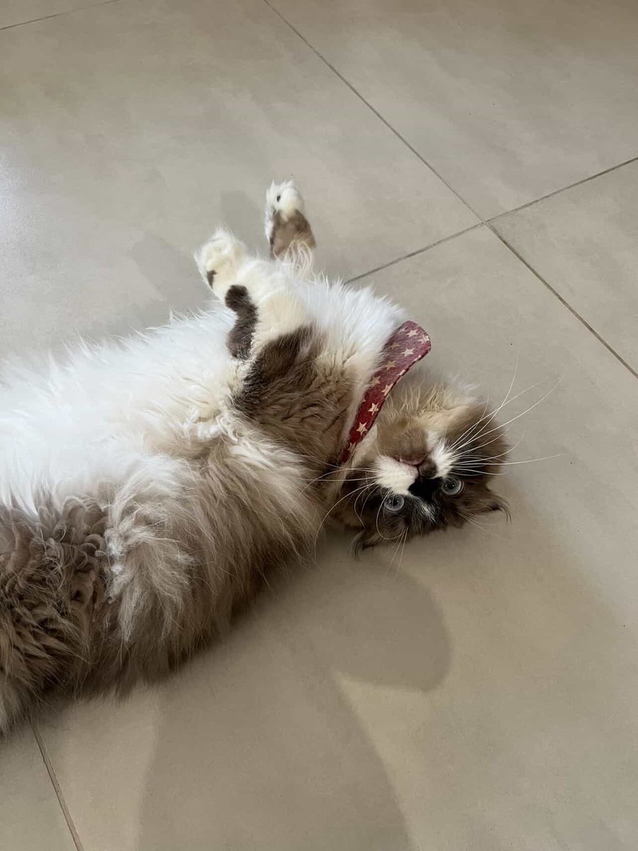 paloyalpha's tweet photo. เพื่อนบ้านผู้น่ารักของเรากลับบ้านที่ไต้หวันเลยฝากแมวเอาไว้ให้เราดูแล วันนี้เขากลับมาพร้อมขนมจากร้าน Miyahara Formosa (宮原眼科) เป็น pastry ไส้เลมอนรับฤดูร้อน อร่อยมากเลย 🍋 💛

เลยมาเอามาทานคู่กับชามะลิ cold brew ที่ทำไว้สู้กับอากาศร้อนและอ่านหนังสือเล่มใหม่

ป.ล.เพิ่งรู้ว่าสาวเจ้ามาจากเมืองไทจงแหละ อยากกลับไปเที่ยวไต้หวันจังเลยนะ