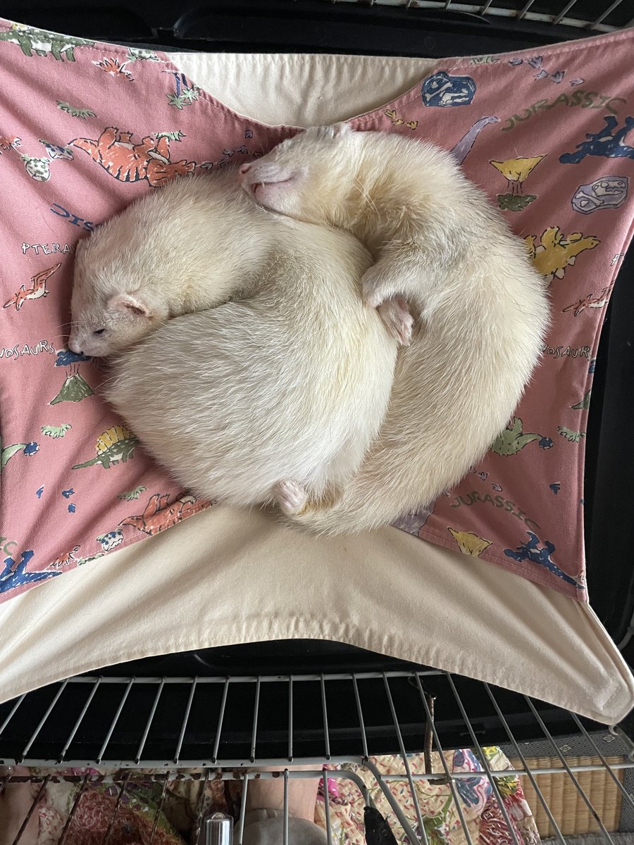 EverydayFerret's tweet photo. イタチ兄弟
#ferrets #フェレット #今日の寝相 https://t.co/OLBQlPpEi5