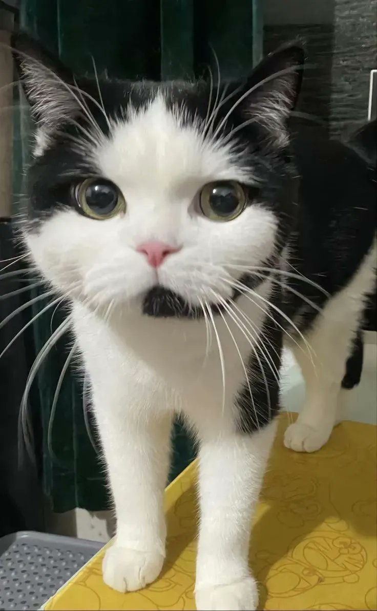 ThePetsX's tweet photo. The call centre cat https://t.co/IKvprUTHXi