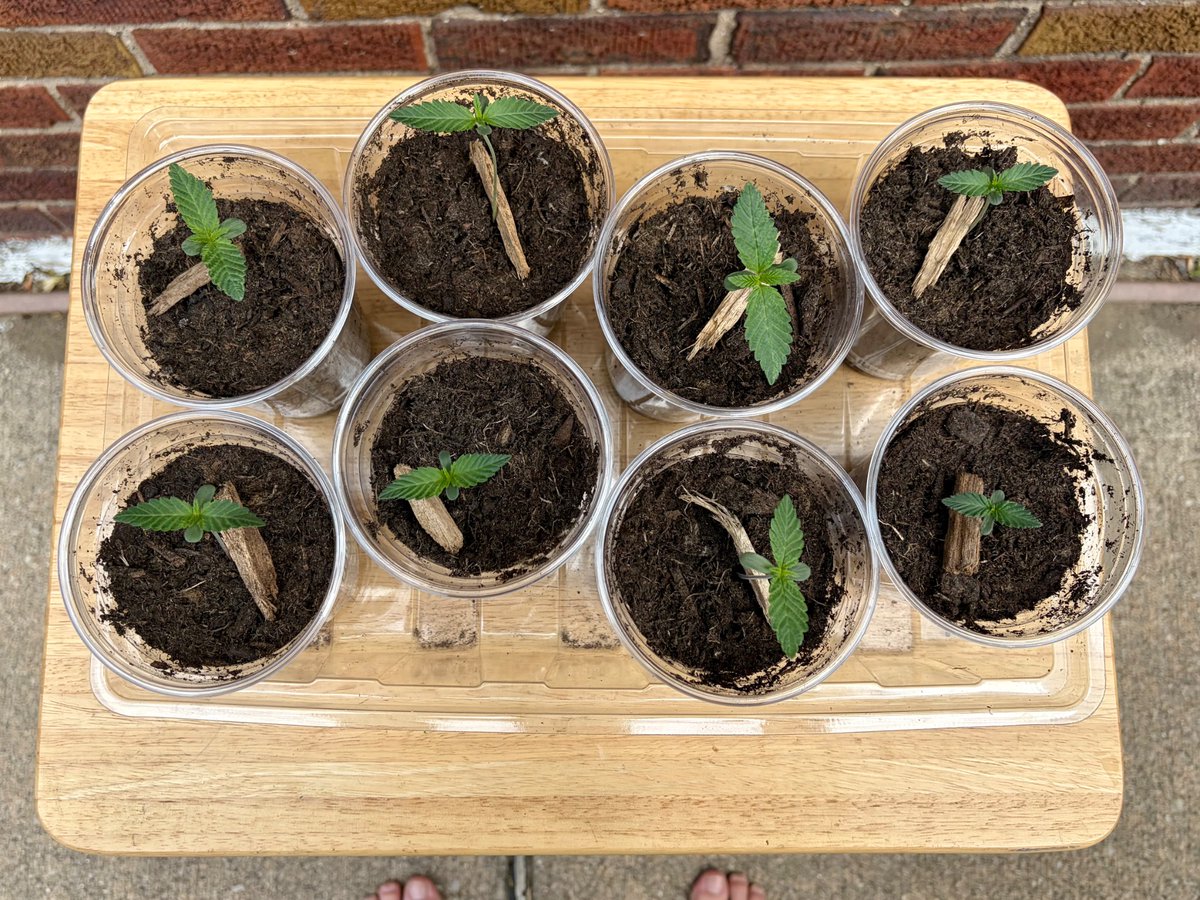 freeloadinfredd's tweet photo. First day out fer da bebbehs☀️

#sungrown #organic #marijuana https://t.co/250n8XzB1F
