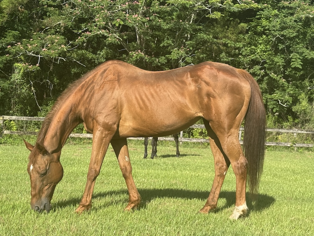 RACEFund's tweet photo. 🙂🙂❤️❤️Update! The Devil is Mine & Technical Bargain have arrived at Mill Creek Farm, Retirement Home for Horses in FL.  It has been a long and expensive journey to get them this far. They are finally home for good. No more worries girls, no more auctions, feedlots, uncertainty. You are home and loved. ❤️❤️