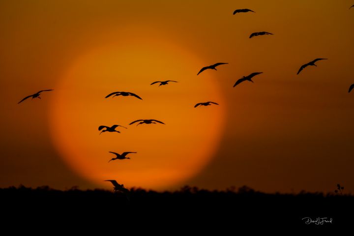 DFriend150's tweet photo. Art of the Day! "Florida wading birds flying". Buy at: https://t.co/R0oualWyL9 https://t.co/rVDxJ0X3EF