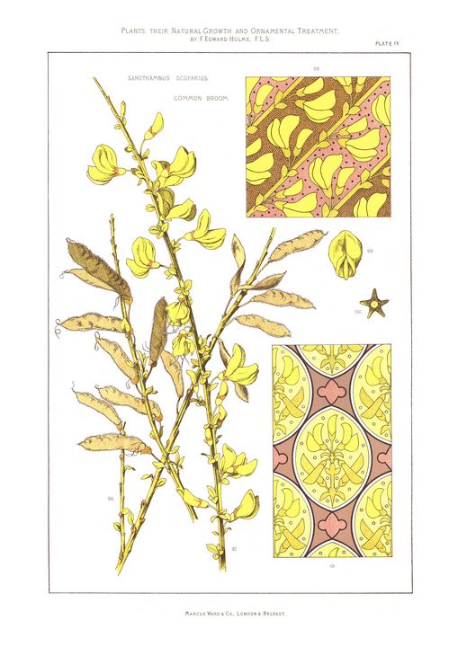chacha6905's tweet photo. Art of the Day! "Sarothamnus Scoparius, Common Broom". Buy at: https://t.co/bvZMagv3xy https://t.co/scrLijNF9A