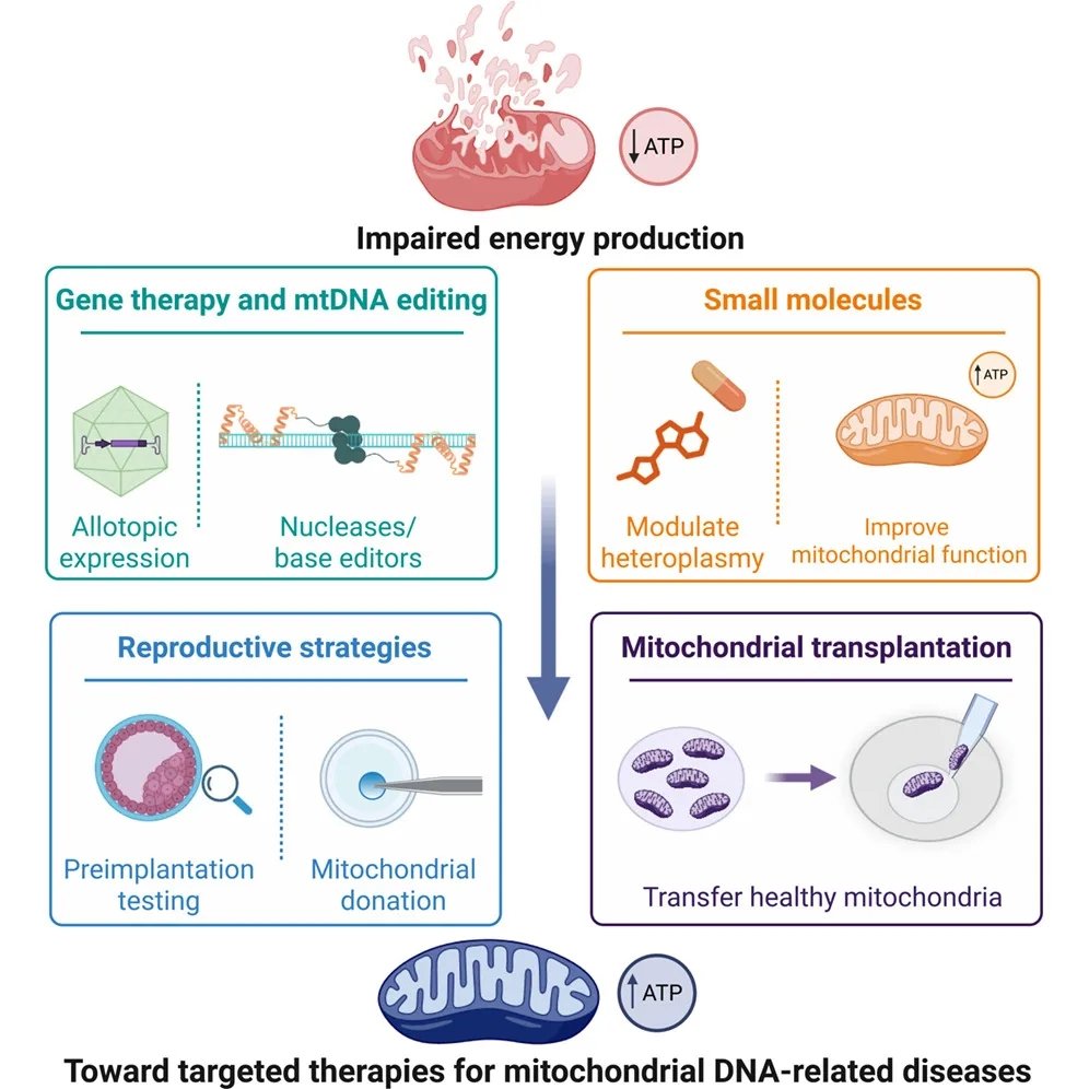LondonMito's tweet photo. We are pleased to share a new review published in @CellRepMed: “Emerging therapeutic strategies for mitochondrial DNA-related diseases”
Full article: https://t.co/7kpsgw1pLS
#Mitochondria #mtDNA #GeneTherapy #GenomeEditing #RareDiseases #TranslationalMedicine https://t.co/XI0nOQ3D5M