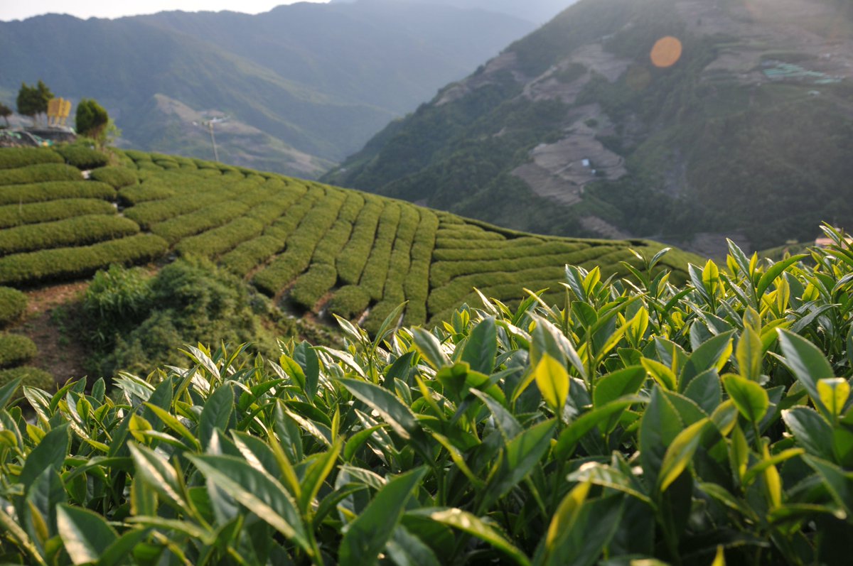 JerryLiao18's tweet photo. 屯原登山口-150克(2026年春茶)
各位茶友，又找到一支奇萊山系好茶，茶園在屯原登山口附近，跟去年春茶同一茶廠，這是支香氣喉韻佳的好貨~

售價：4兩(150克)825元/1斤(600克)3300元
👑網址：https://t.co/YgFutgDR5J https://t.co/ZvyobHdZSG