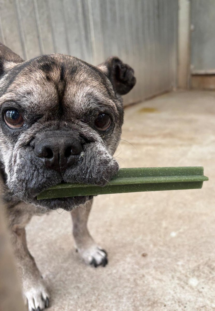 AdoptionsUk's tweet photo. Please retweet, FOSTER HOME NEEDED FOR ALFIE 🏡
Our handsome old boy Alfie  is looking for a quiet, loving foster home where he can rest, recover, and regain his strength in 💪🏻  Friday 5 June 2026🐶❤️
Alfie is currently underweight and has very little muscle in his back legs. Our vet has advised that he needs to slowly gain weight and build muscle, but due to arthritis in his back legs, this will take time, patience, and lots of TLC🫶🏻
Alfie is the sweetest old boy who deserves the comfort of a home rather than a kennel while he recovers. What he needs most is a warm bed, gentle exercise, good nutrition, and someone willing to help him through this next chapter❤️‍🩹
❤️ Let’s help this special old boy get back on his paws.
Please read Alfie’s  requirements below 👇🏻 
🐾 French Bulldog x, 8 years old, Male 
🏡 I may be suitable for 1st time dog owners 
🐶 I may be able to live with a neutered resident dog, based on introductions 
🧑‍🧒‍🧒 I may be suitable to live with older dog savvy children, depending on introductions 
🐱I have not been cat tested
Please follow the link to submit a foster  application👇🏻 
https://t.co/LIm5sTvRy6
📧 dogs.home@newport.gov.uk
📞 01633 631735
🏡 Stephenson St, Newport, NP19 ORB S

Original post on facebook 👇
https://t.co/08OVlhYPji

#dogs #dog #adoptdonshop #FrenchBulldog #Frenchie #Abergaenny #Cwmbran #Pontypool #Wales #Chepstow #Usk 

Alfie, currently in Newport council pound.
