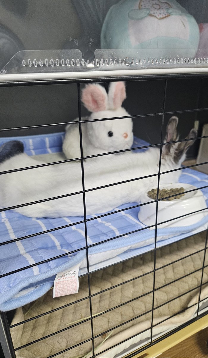rabbit_mingming tweet picture