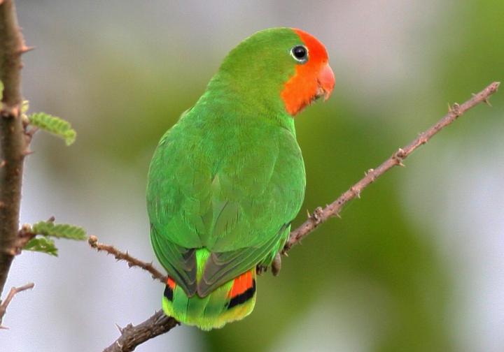 TambourineSafa1's tweet photo. Don't miss on Uganda's birding journey.
https://t.co/QVVOgwqKK8
#birdingexperience #wildlifesafari #wildlifephotography #primateapesexperience #Albertineendemics #seenwanders #naturesuprise #safaridiscovery #Gamedrive https://t.co/A23sYdBjEJ