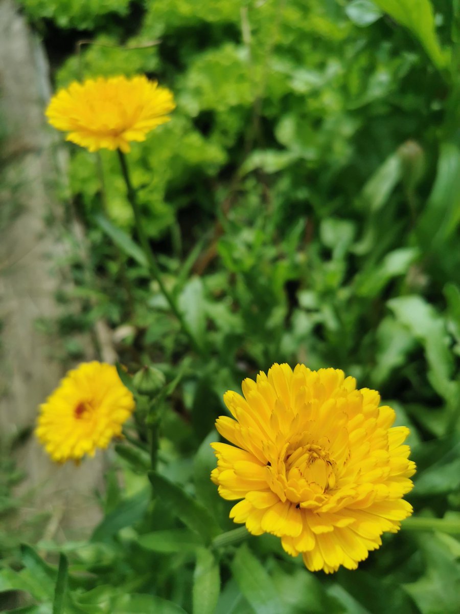 Petit_Lay's tweet photo. Soucis au potager, cet après-midi. https://t.co/5hlEANPG8o
