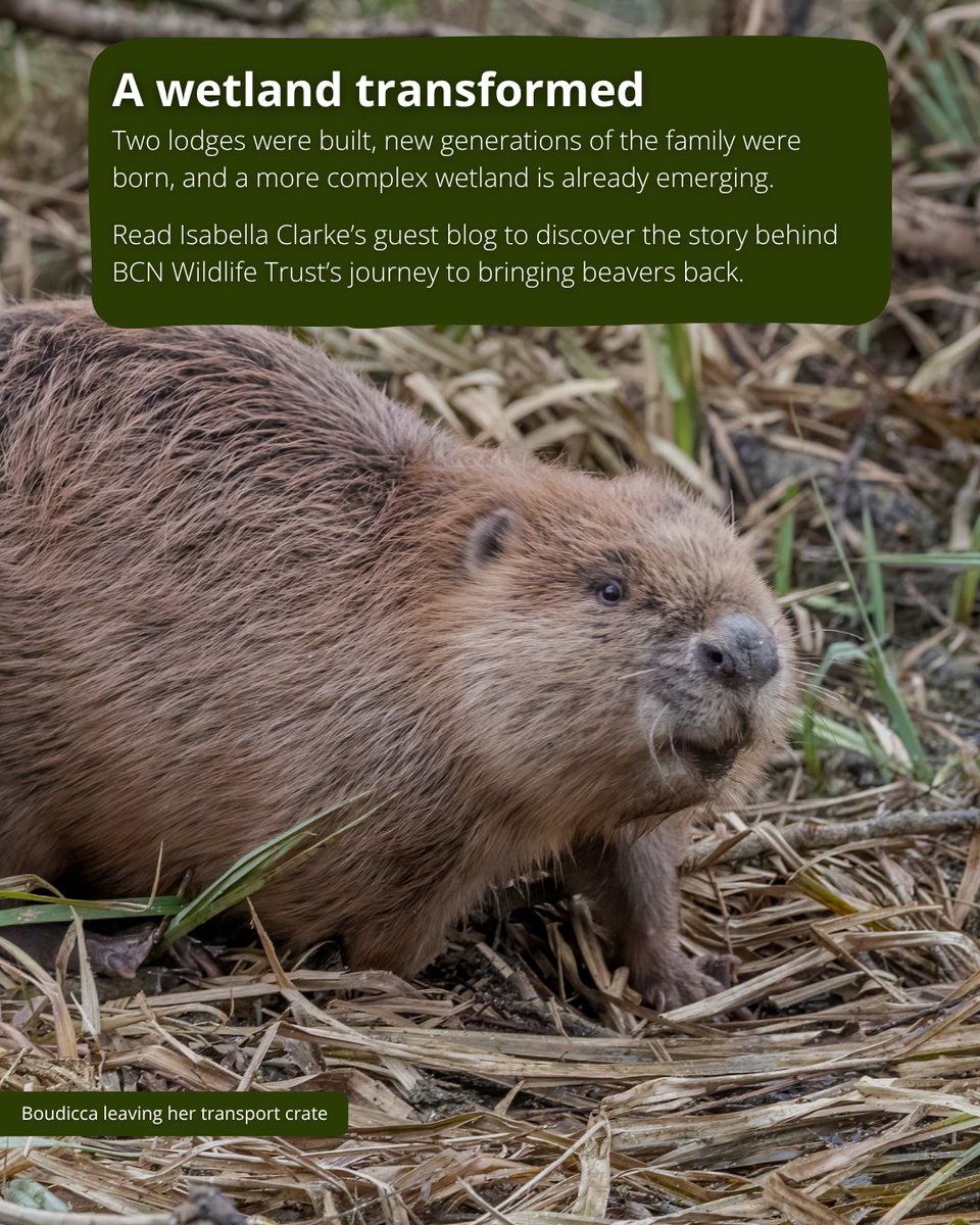 BeaverTrust's tweet photo. “Nothing can prepare you before you see what the beavers do.”

After years of setbacks, flooding, fencing and even a burst sewage pipe, the beaver family are transforming BCN Wildlife Trust's Nene Wetlands.

Read our latest guest blog by Isabella Clarke 👇
https://t.co/b4AdHEZDoy https://t.co/YBQQOcN7w2