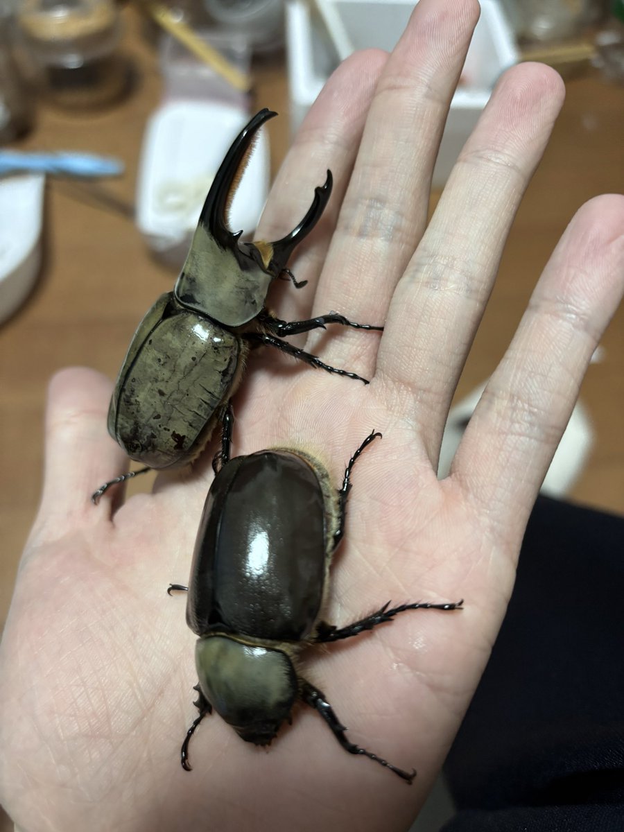 oman4862's tweet photo. @zero_stagbeetle から購入させて頂いたグラシロ沢山産んでくれました🙇‍♀️ https://t.co/uMxMcFselg