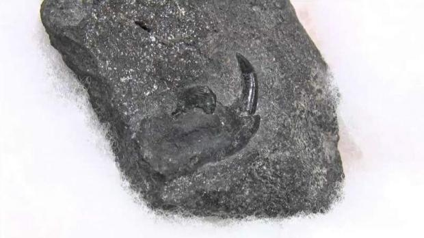 なんと】約8000万年前の新種哺乳類の化石発見！小型哺乳類の下あご