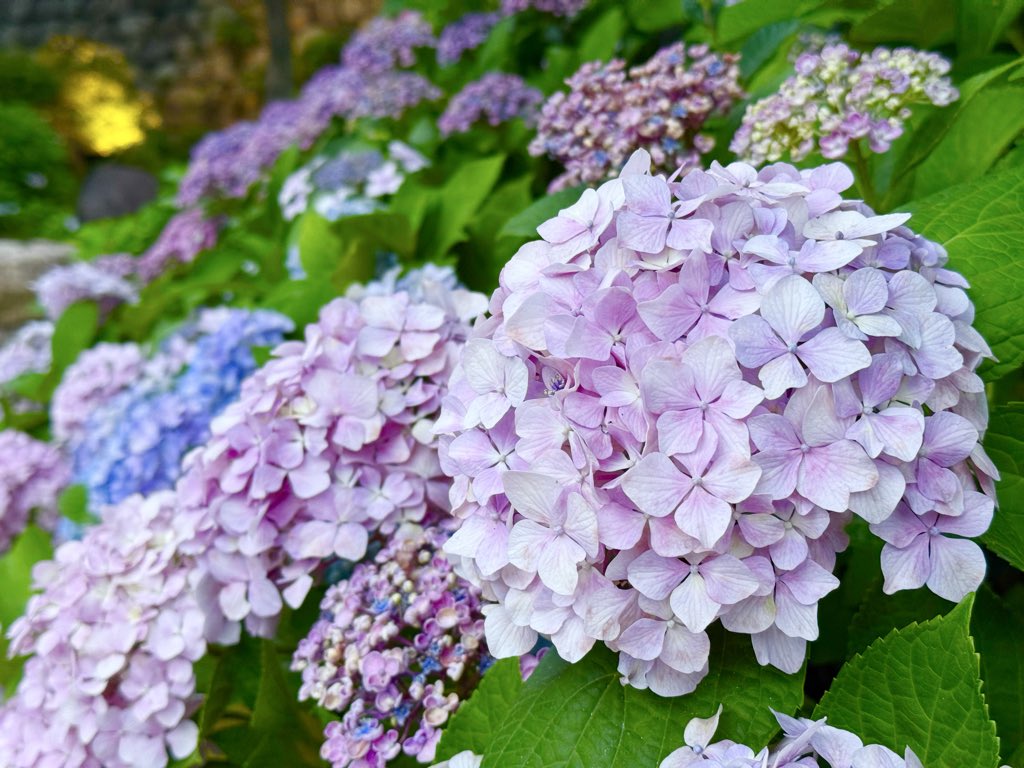 m_fright's tweet photo. 紫陽花

#自然 #nature #landscape #l4l #ファインダー越しの私の世界 #写真を撮るのが好きな人とつながりたい #likeforlikes #followforfollow #f4f #fff #写真が好きな人と繋がりたい #写真好きな人と繋がりたい #カメラ好きな人と繋がりたい #けしからん風景 https://t.co/mcauwk09kH