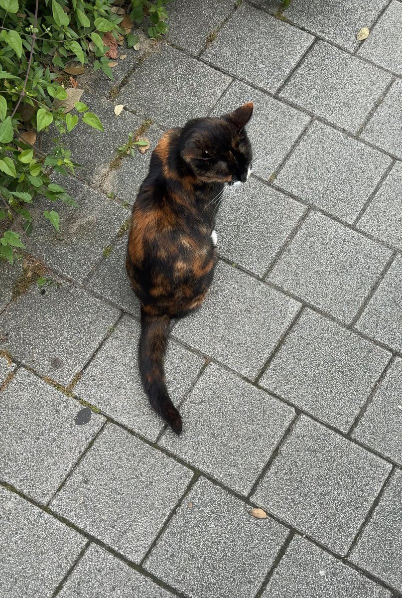 miurosies's tweet photo. J’ai croisé un chat qui m’a fait rater mon train https://t.co/GvU9w6fv6i