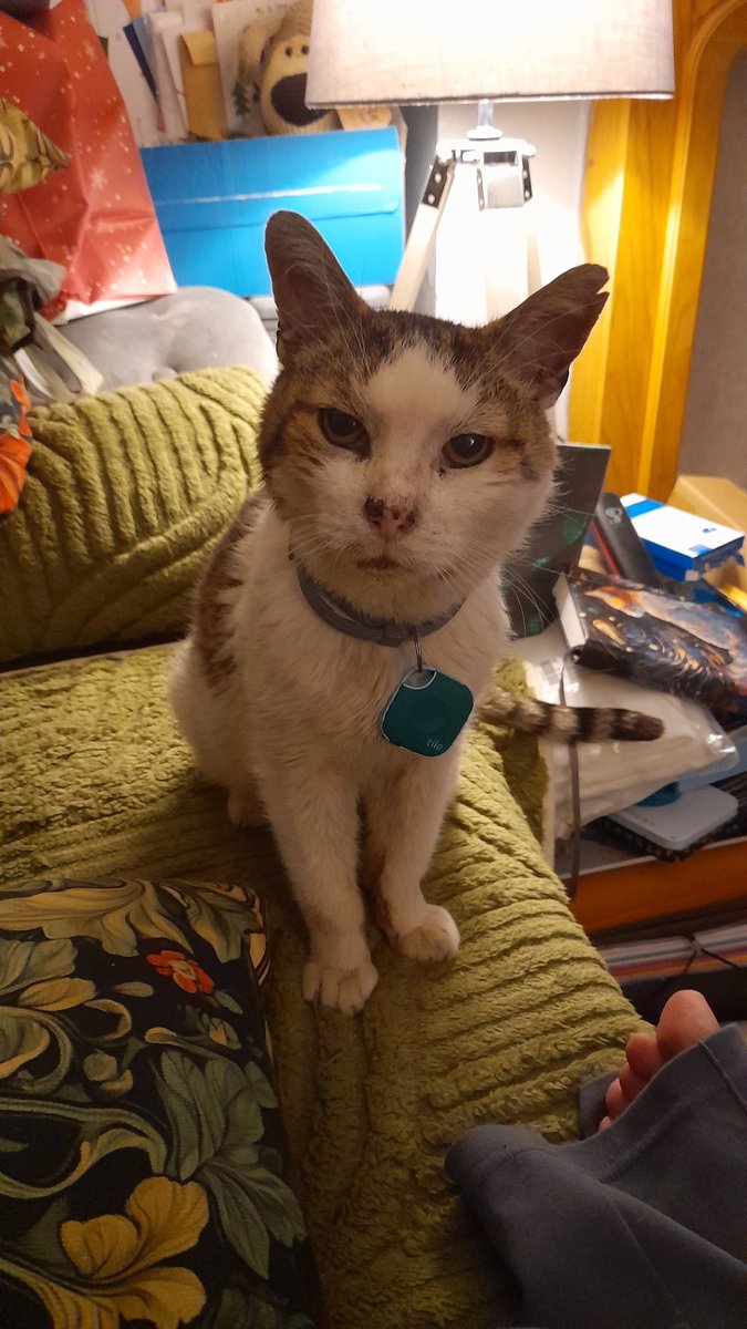 NTom64_Lyfe's tweet photo. Today is a sad day. We made the decision to put Cinder to sleep due to his declining health and poor quality of life.

It was very peaceful and the vet was an enormous help 

RIP buddy. Thanks for almost 15 years of companionship. https://t.co/lq70Qz8l9h