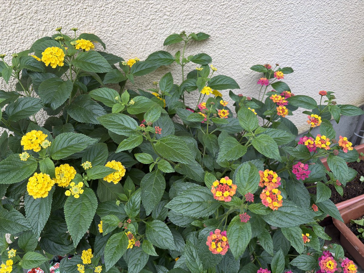 snyoco's tweet photo. 花とさくらんぼ https://t.co/2dabuotH2e
