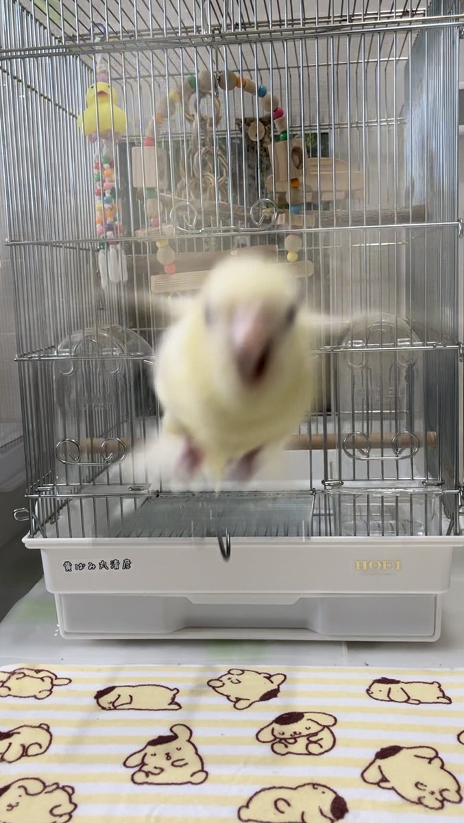 johnny_de_ppa's tweet photo. インコ3Ｄ https://t.co/4SQXE9yPzz