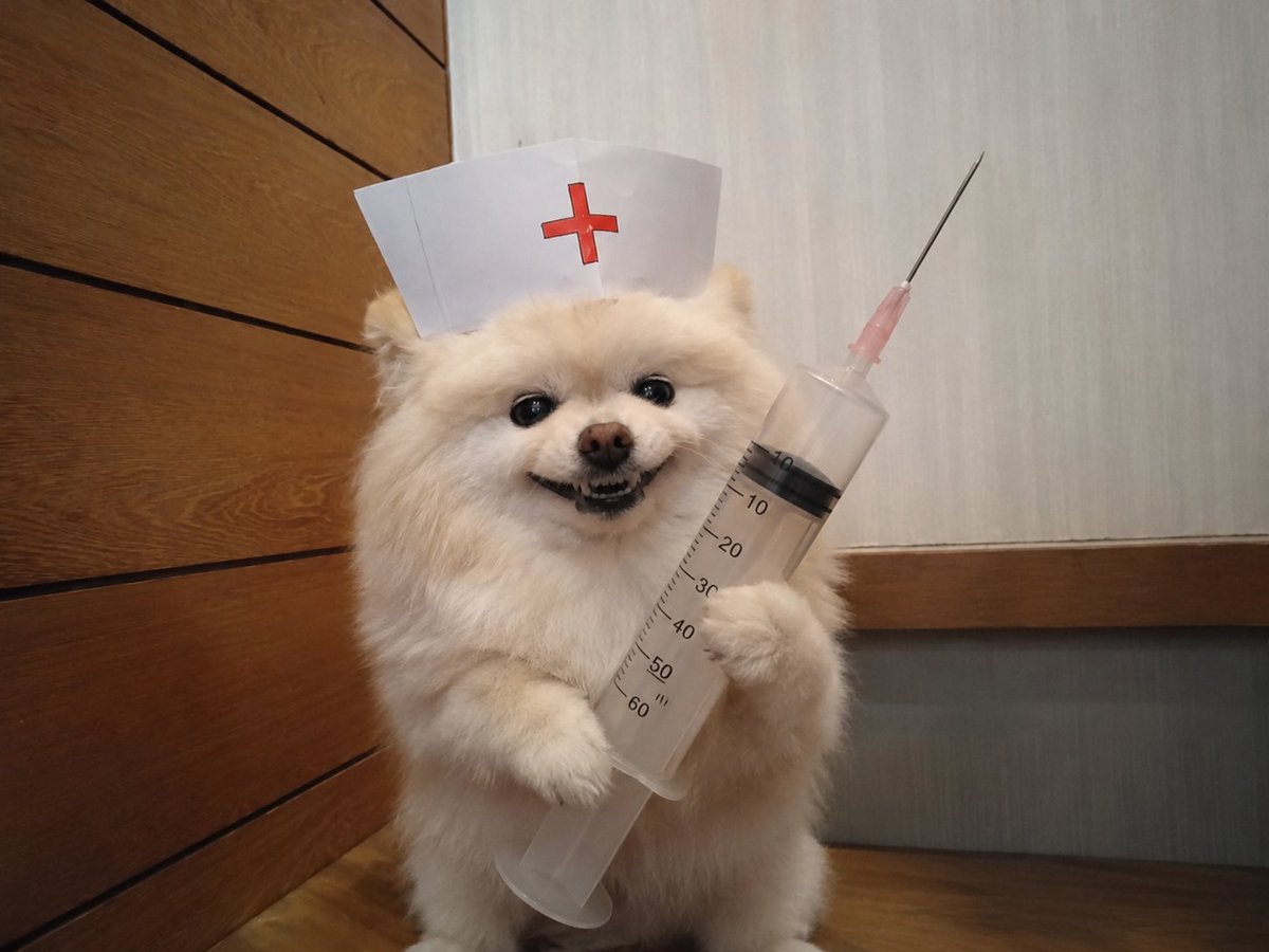 pomerer2015's tweet photo. @wanko_8601 🐶オッケー！(。-∀-)ﾆﾔﾘ
じゃあ、覚悟はできてるわね？
さあ、オシリを出して歯を食いしばってー！ https://t.co/Vk2P3r0voJ