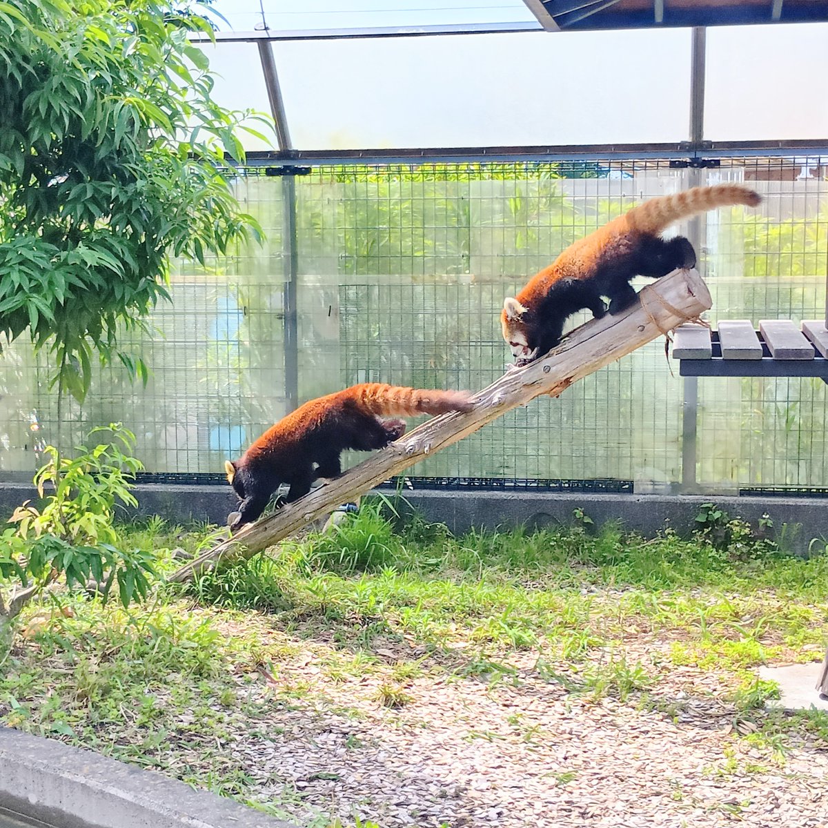 ysnsno's tweet photo. いきものを眺めてきました https://t.co/85mcVx0IvK