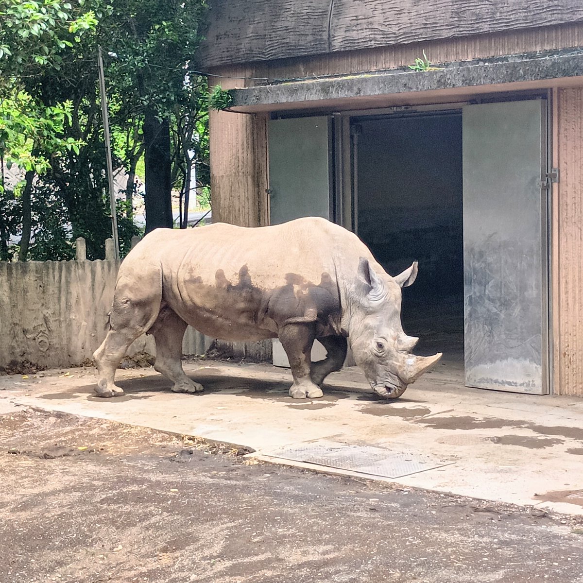 ysnsno's tweet photo. 敷地広くて動物もかなりの数飼育してて、でも平日だからなのか空いててめちゃくちゃ見やすかった…！！！！偶然とはいえ動物たちのファンサも多くてありがてえ🙏🙏🙏めちゃくちゃ歩き回った https://t.co/sN0mow2JFX