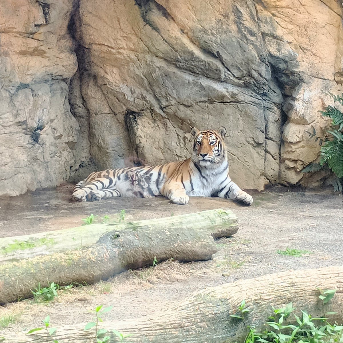 ysnsno's tweet photo. 敷地広くて動物もかなりの数飼育してて、でも平日だからなのか空いててめちゃくちゃ見やすかった…！！！！偶然とはいえ動物たちのファンサも多くてありがてえ🙏🙏🙏めちゃくちゃ歩き回った https://t.co/sN0mow2JFX