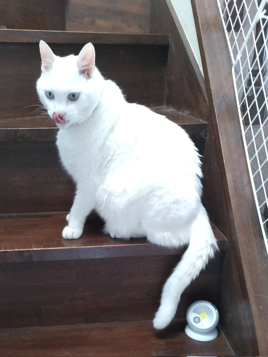 22Tekito's tweet photo. 🐈２階に行きまーす

また階段が猫毛だらけ〜😭 https://t.co/W45CZf36NS