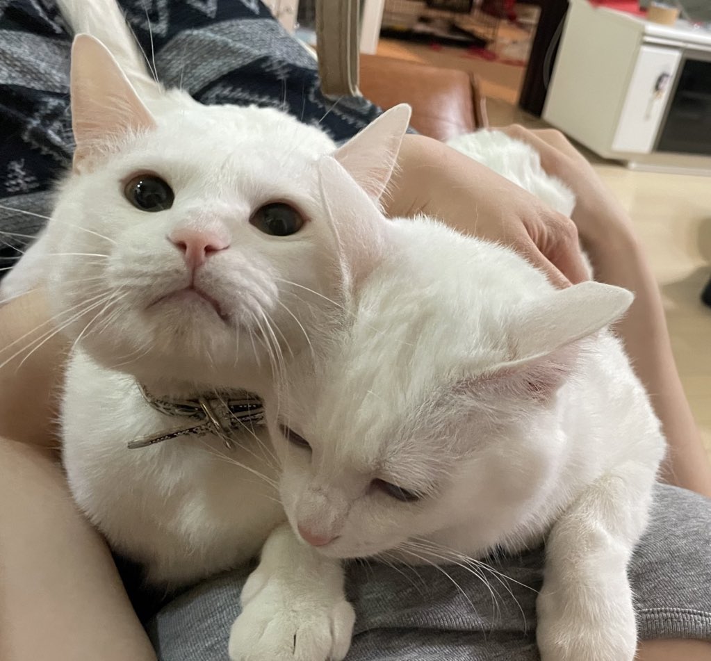 yoshif18922233's tweet photo. なんとなくなんだけど。。。

『うみ』と『そら』から

『よもぎ』と『豆🫛』にしようかと

本気で考えてるんだけど

どう思う❓

#大福 #いちご大福より豆大福派 https://t.co/XyaplWIX3G