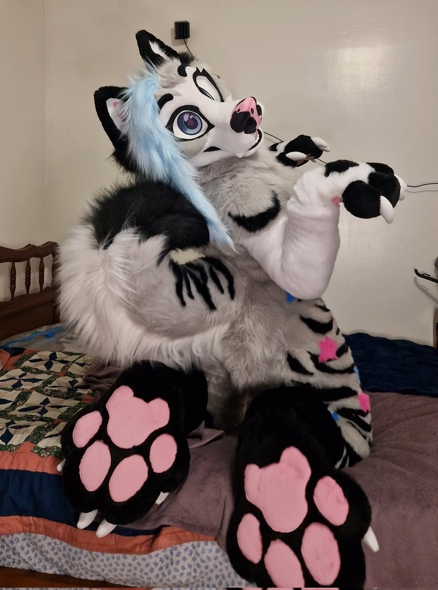 TsmurtT's tweet photo. Puppy on the bed >:3 !
But it's to show off her curl and beans ;3
Suit by: @WildFoxWorks
#fursuitfriday #furry #furrygirl #husky https://t.co/Ic0oRAO0YQ