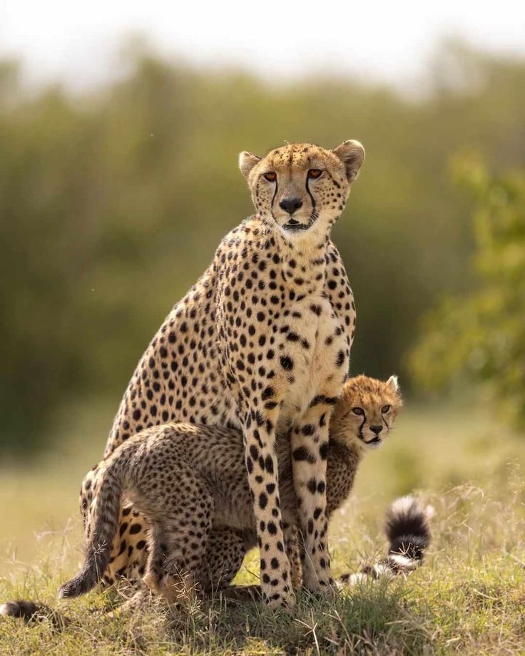 Vibesphere01's tweet photo. Cheetah Mother protect her Cubs from Big cats https://t.co/DAZ0Zu30fv