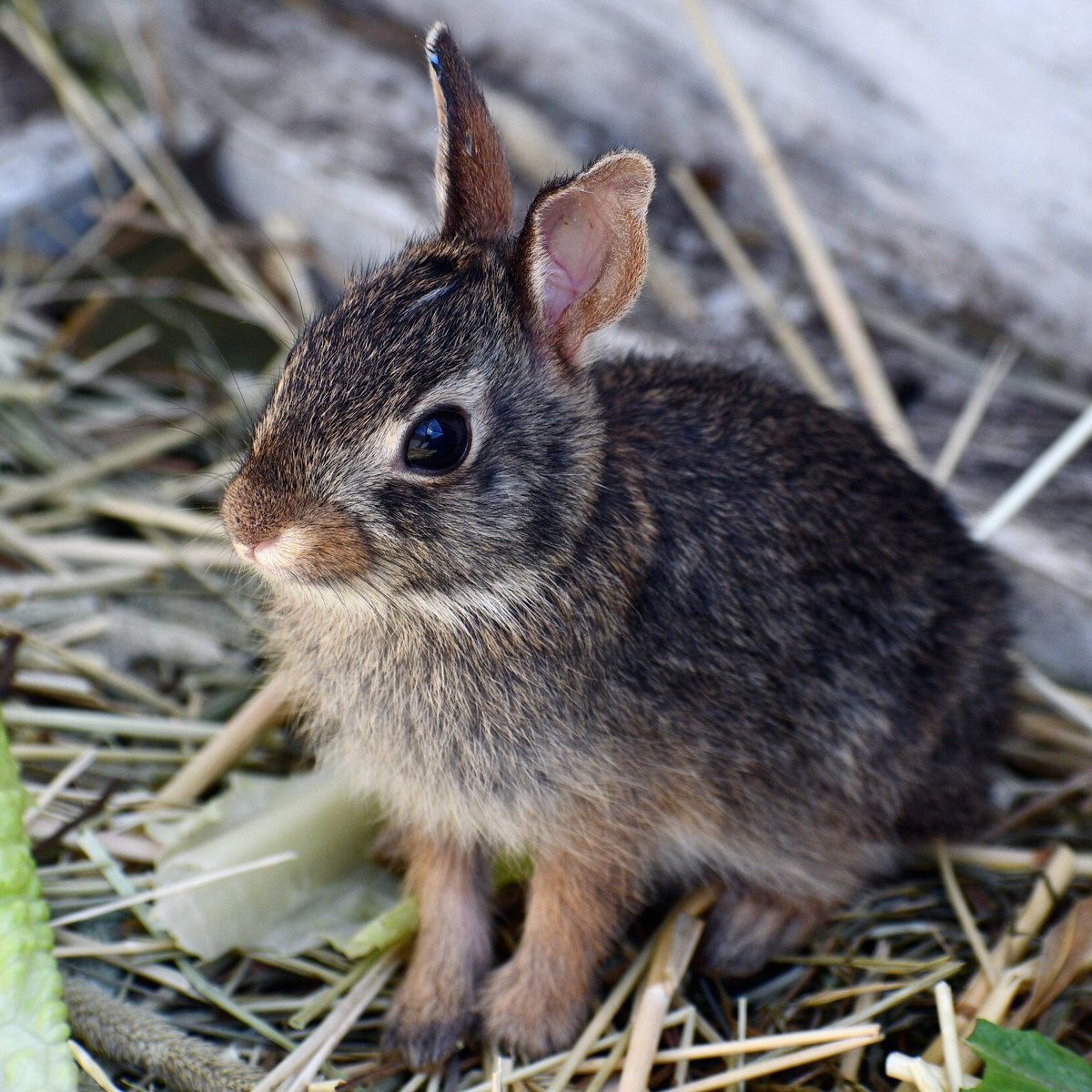 giveashitnature's tweet photo. So, you found a tiny baby bunny alone in the grass. Your heart says 'rescue it,' but your heart is probably wrong. Here's why:

Cottontail rabbits are independent at 3-4 weeks old. At that age they're about the size of a tennis ball, seemingly helpless, but almost certainly fine.

Here's how to tell if your "baby bunny" is actually independent and on its own:

✅ Its eyes open and ears erect
✅ It has fluffy fur, not slick or patchy
✅ It's as big or bigger than a tennis ball
✅ It hops away when you approach

🚨 Signs it actually needs help:

❌ Eyes closed, ears are flat and sealed
❌ Thin patchy fur
❌ Cold, lethargic, or crying
❌ A cat has touched it. 

That last point is especially important. Cat mouths and claws carry potentially deadly bacteria. If a cat has touched it at all, call a rehabber immediately regardless of how it looks.