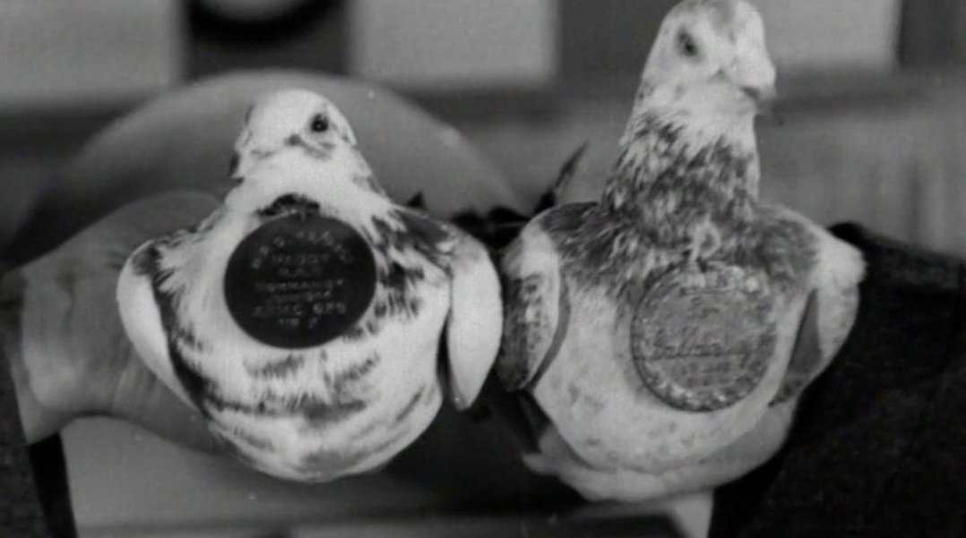 DrHelenFry's tweet photo. The first message to reach Britain confirming the success of D-Day wasn’t sent by radio... it was carried by a pigeon.

Gustav flew 150 miles through heavy cloud, 30mph headwinds and German hawks to deliver the news.

This is the story of the bird that helped win D-Day:
(🧵) https://t.co/qtcYHAlUTy