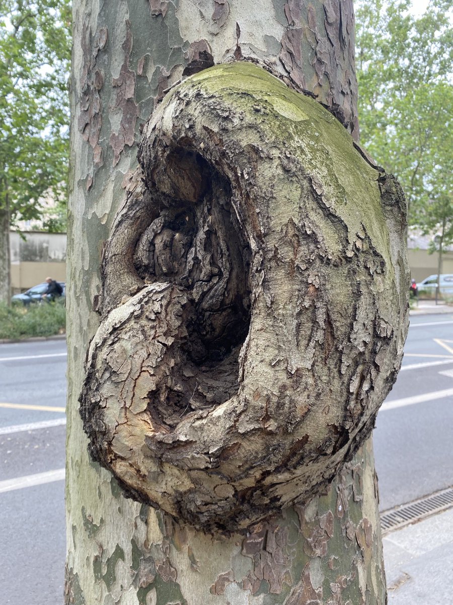 jpartlife2's tweet photo. Avenue #Denfert -Rochereau un arbre laisse traîner ses oreilles…

On Avenue Denfert-Rochereau, a tree lets its ears dangle…

#treeoflife #lifeoftree https://t.co/cEbYZ3Ggf3
