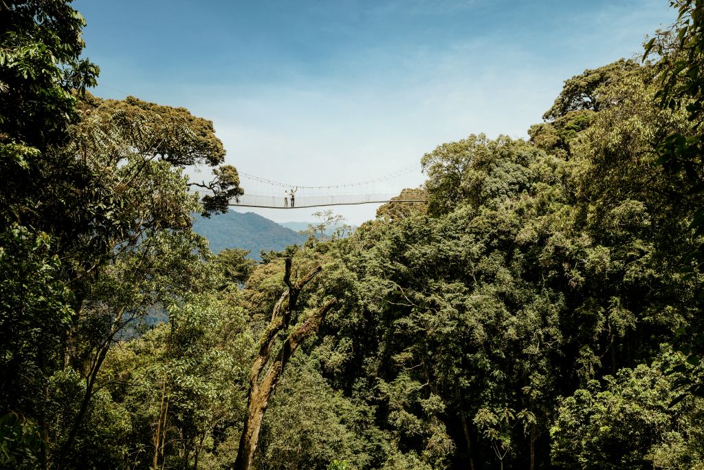 ToursUsalama's tweet photo. Are u in #Rwanda &amp; wondering what to do? Join us for a 2 days #NyungweForest safari to have an amazing #weekend. 

It's time for u to enjoy the nature, Canopy walkway, chimpanzee trekking &amp; zipline experience.
#visitrwanda #UsalamaTours #Summer #Travel #Kigali #Africa #explore https://t.co/GwaxIBL7kH