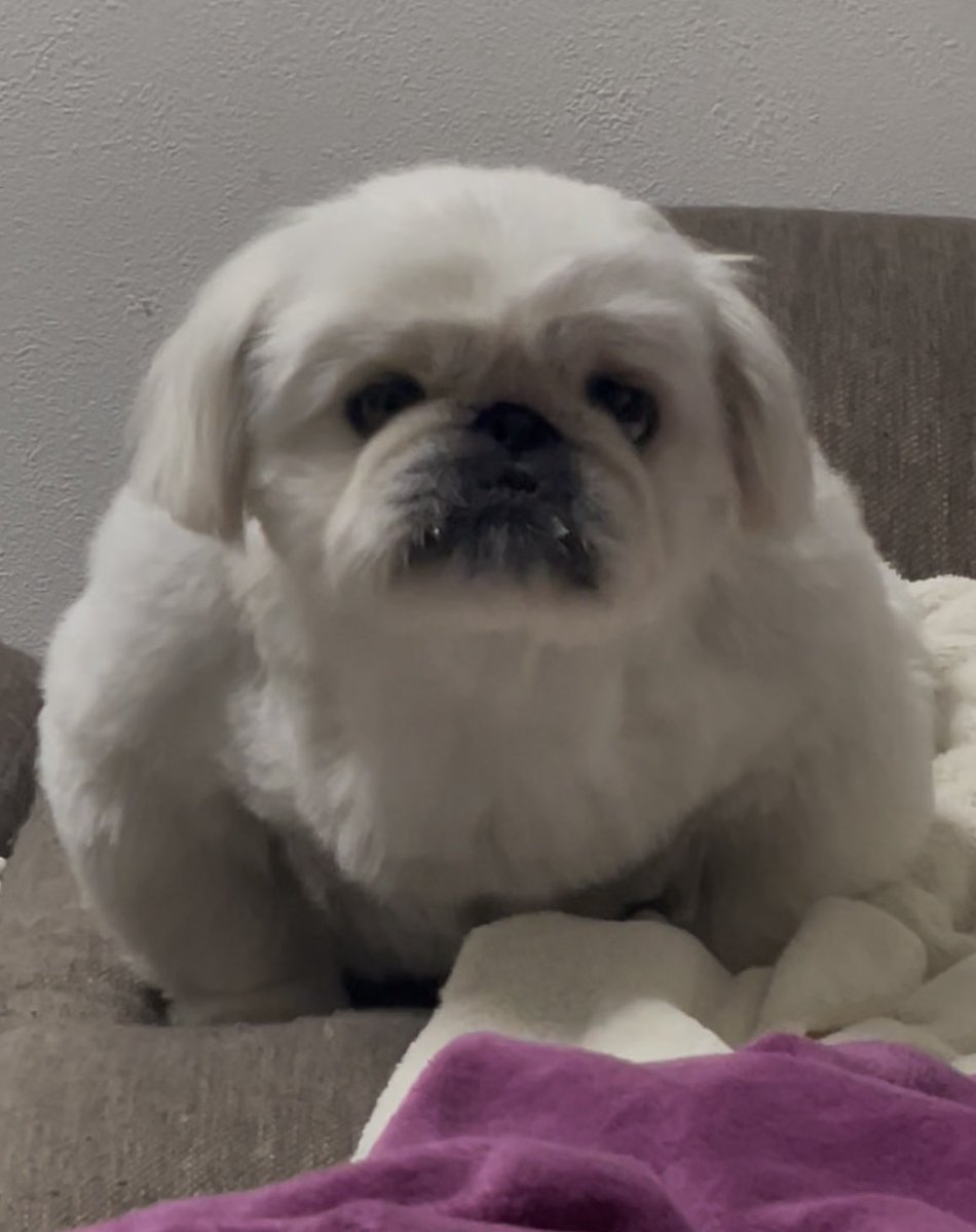 maaaaarshmallow's tweet photo. フシギバナ？
犬のフォルムではない https://t.co/9hXLCH330l