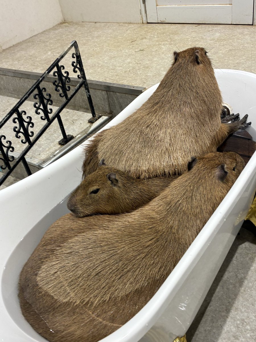 servantcapybara's tweet photo. 久しぶりにサウナ入って、スッキリしました https://t.co/juqvNXu6g0