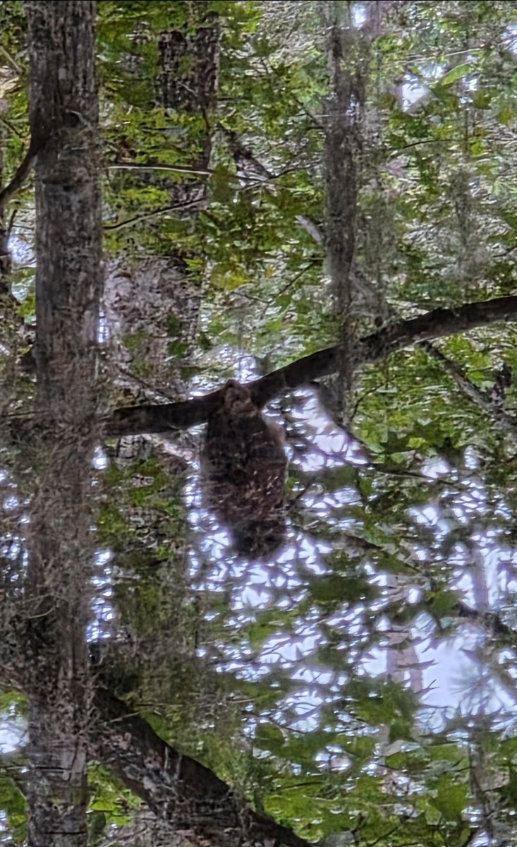 FucksAndFire's tweet photo. @ScoutTX @rainyskyatnight Silly scout.. trix are for kids!
Anyhoo this what owls look like here. https://t.co/s5xeIaH0HU